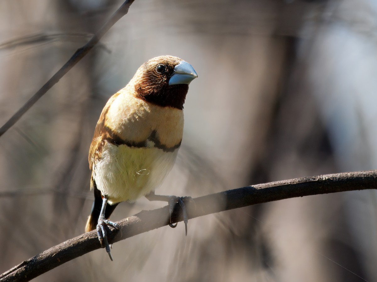Chestnut-breasted Munia - ML642513997