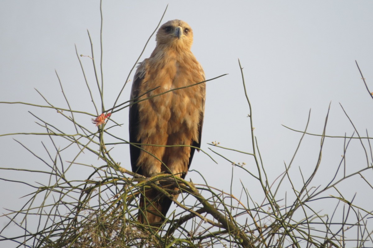 Tawny Eagle - ML642514054
