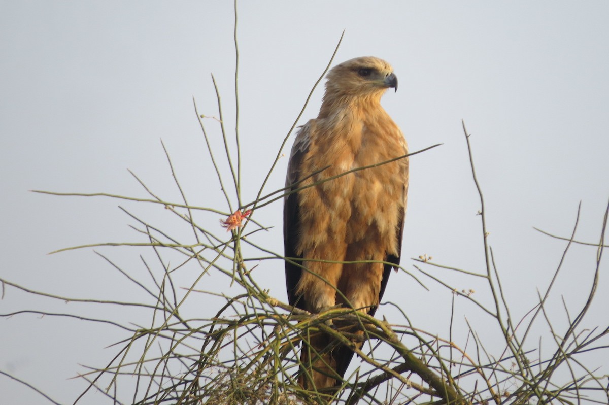 Tawny Eagle - ML642514055