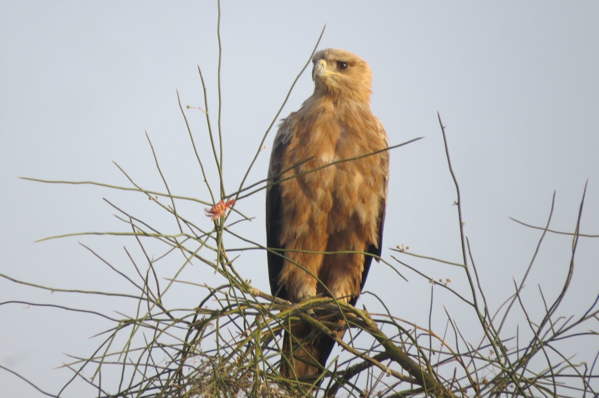 Tawny Eagle - ML642514056