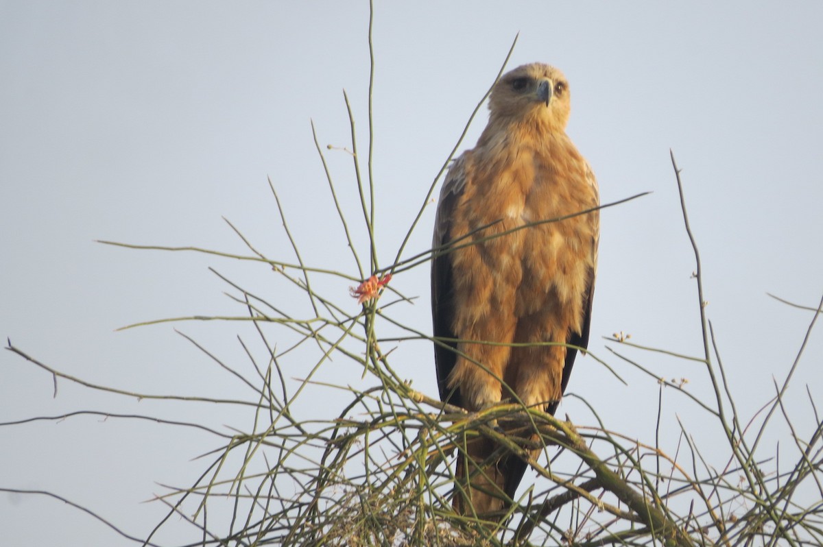 Tawny Eagle - ML642514057