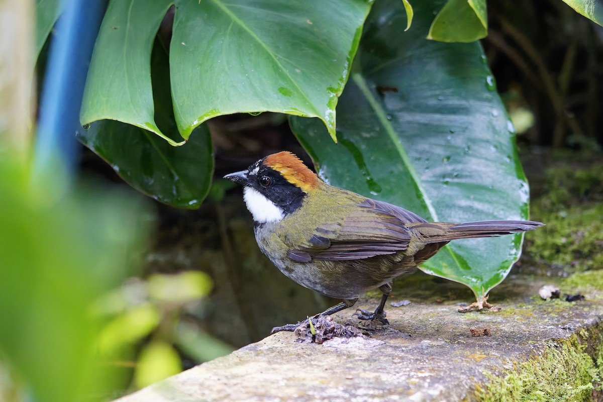 Chestnut-capped Brushfinch - ML642514061