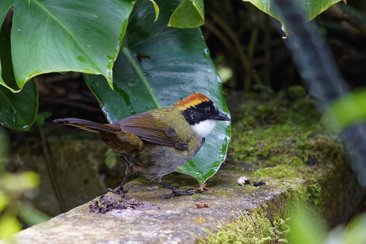 Chestnut-capped Brushfinch - ML642514062