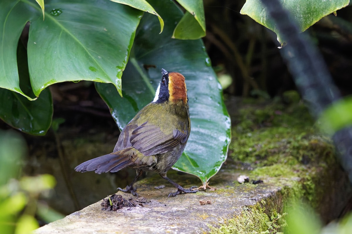 Chestnut-capped Brushfinch - ML642514063