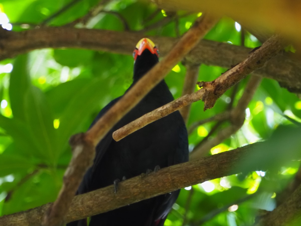 Violet Turaco - ML642514064