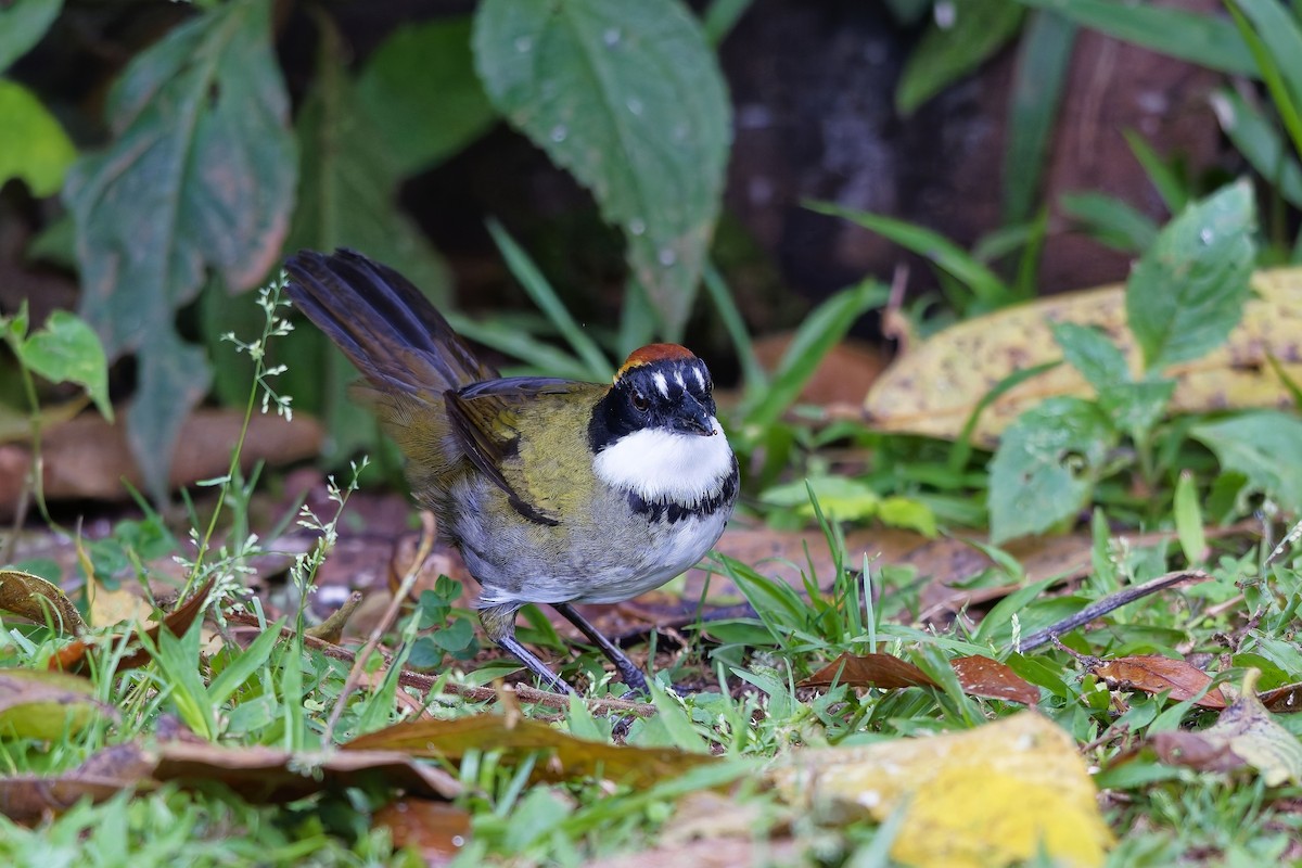 Chestnut-capped Brushfinch - ML642514075