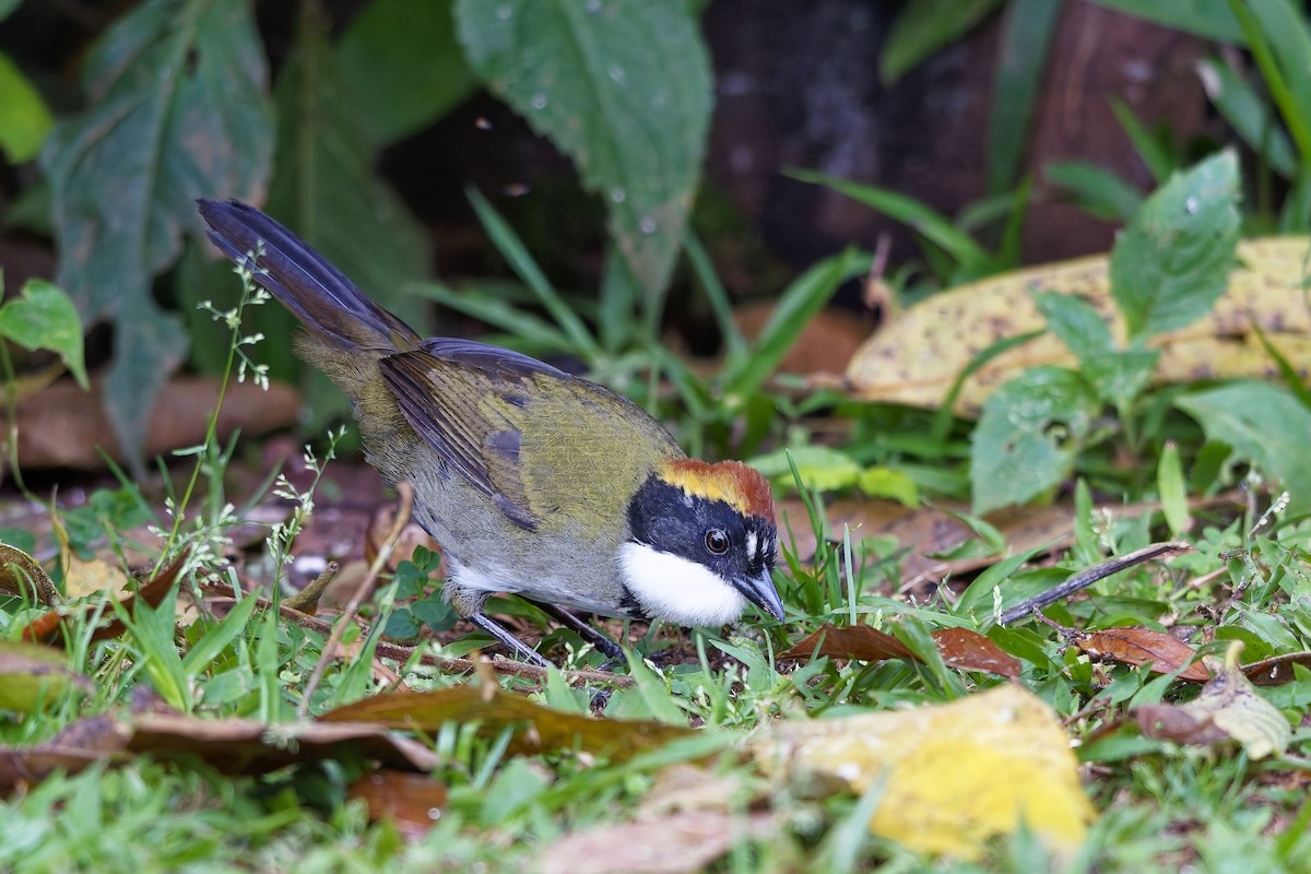 Chestnut-capped Brushfinch - ML642514077