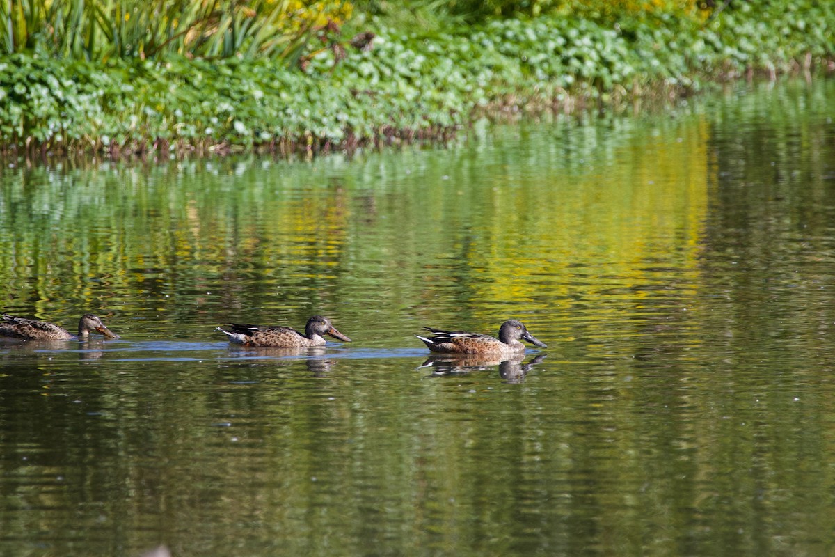 Northern Shoveler - ML642514078