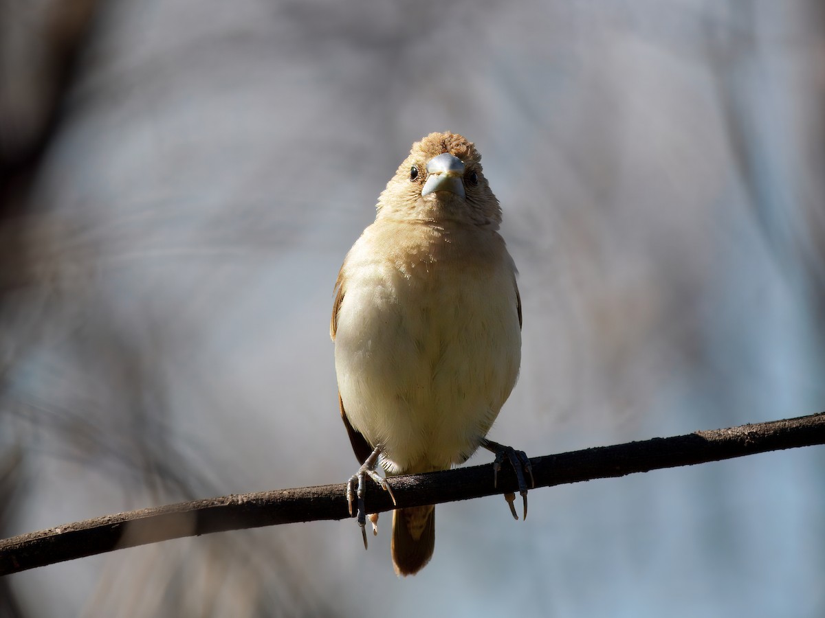 Chestnut-breasted Munia - ML642514085