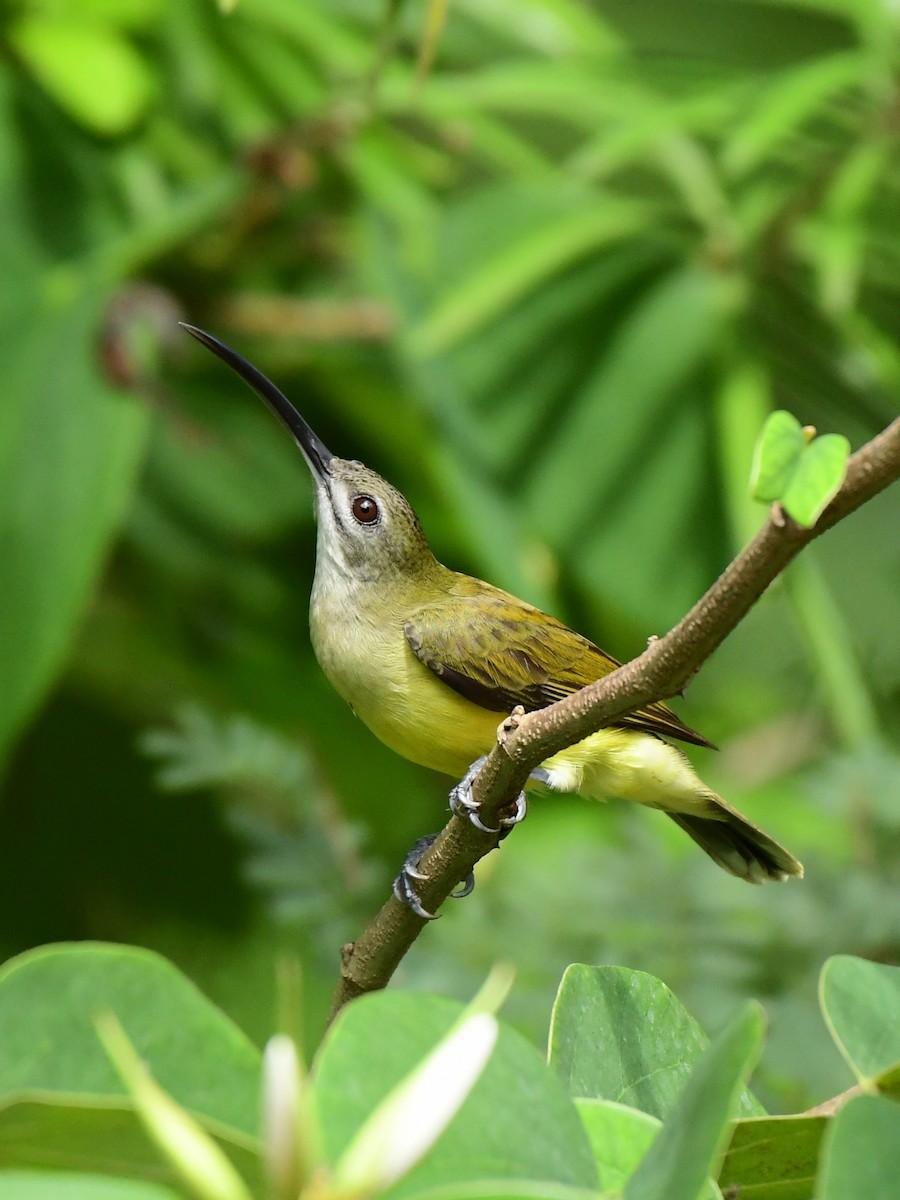 Little Spiderhunter - ML642514098