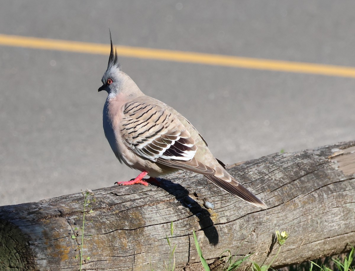 Crested Pigeon - ML642514099