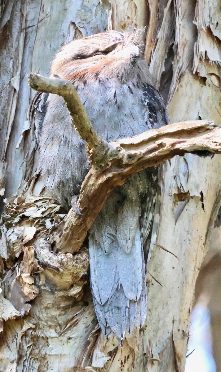 Tawny Frogmouth - ML642514103