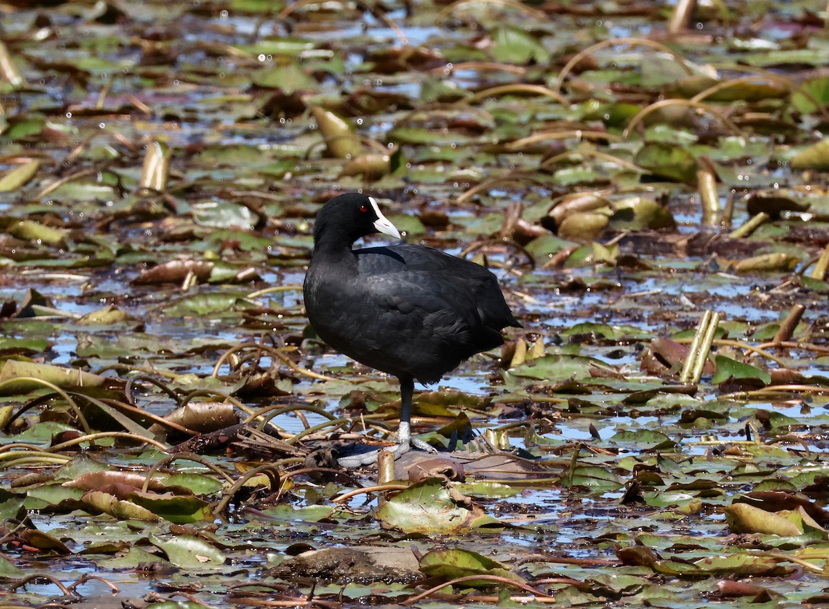 Eurasian Coot - ML642514106