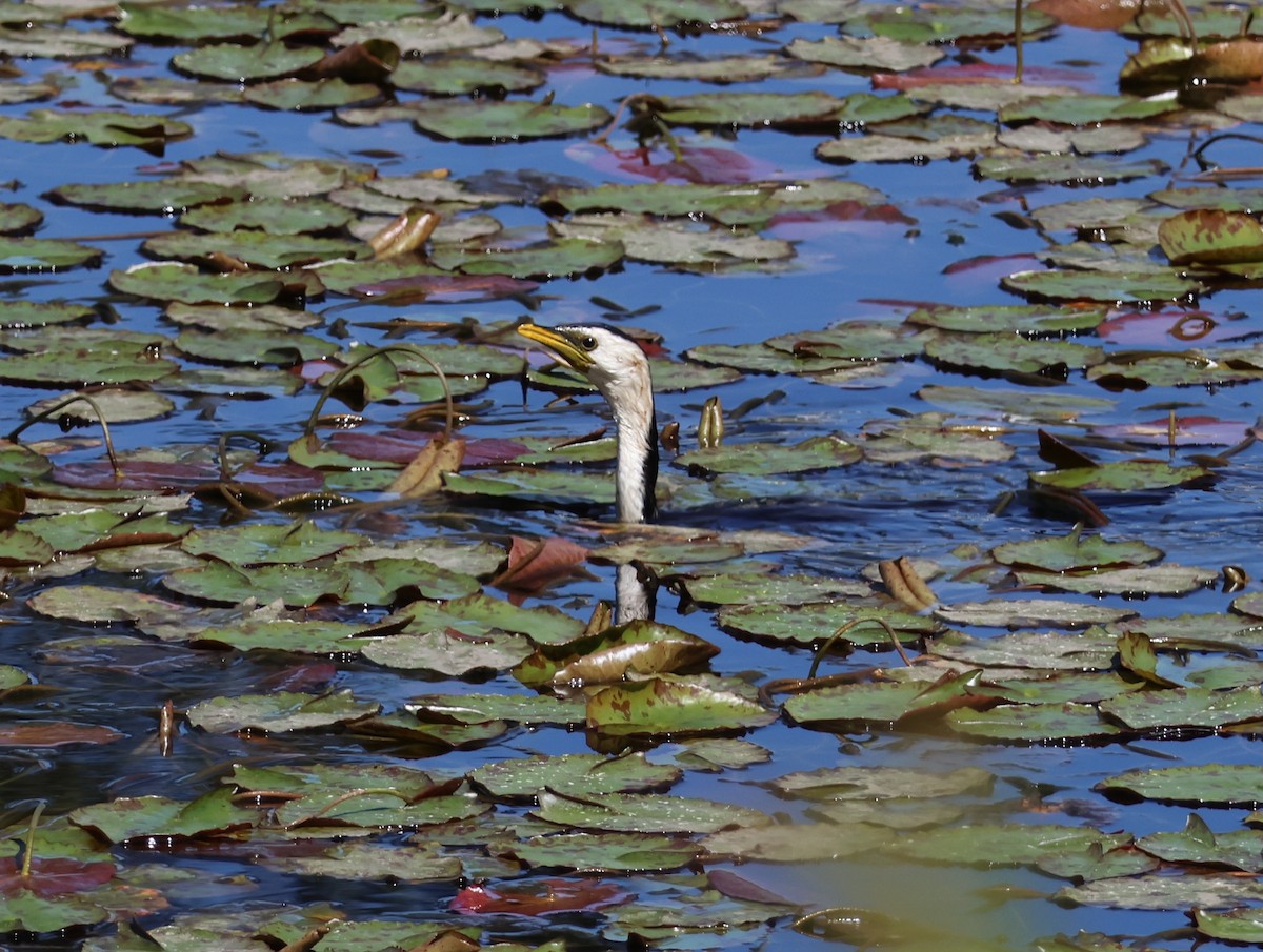 Little Pied Cormorant - ML642514116