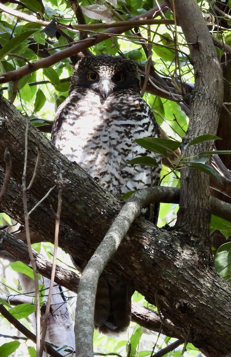 Powerful Owl - ML642514117