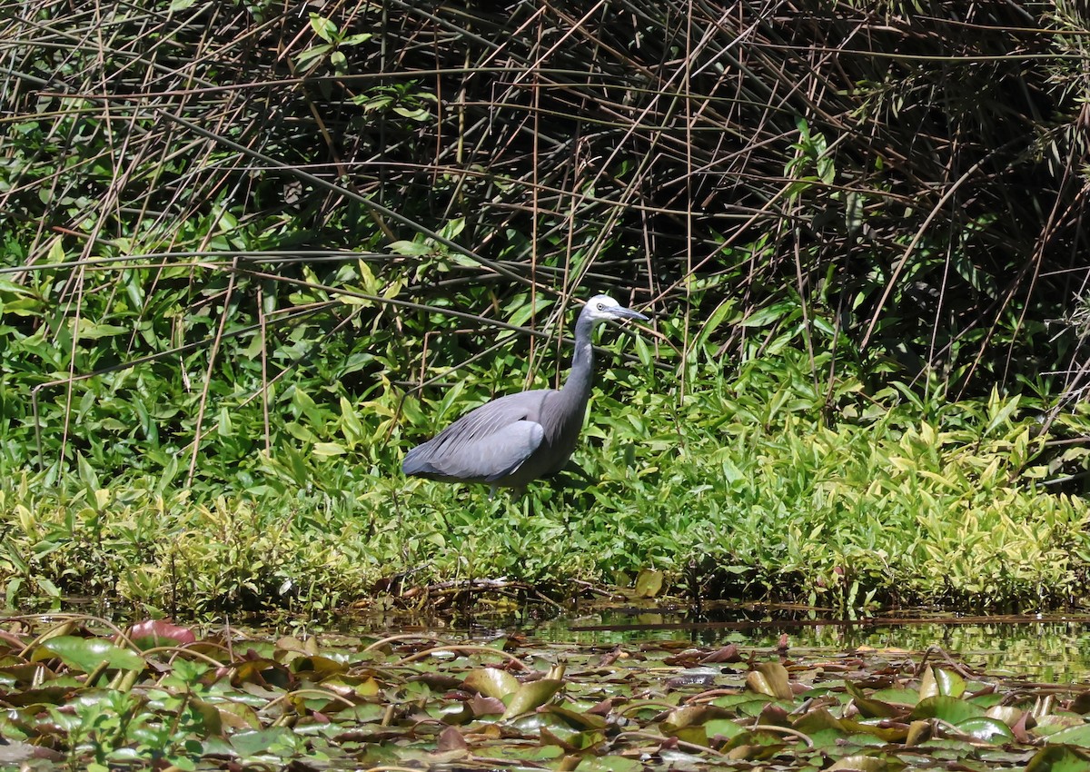 White-faced Heron - ML642514120