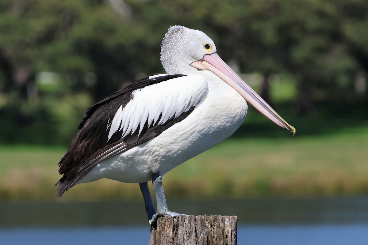 Australian Pelican - ML642514121