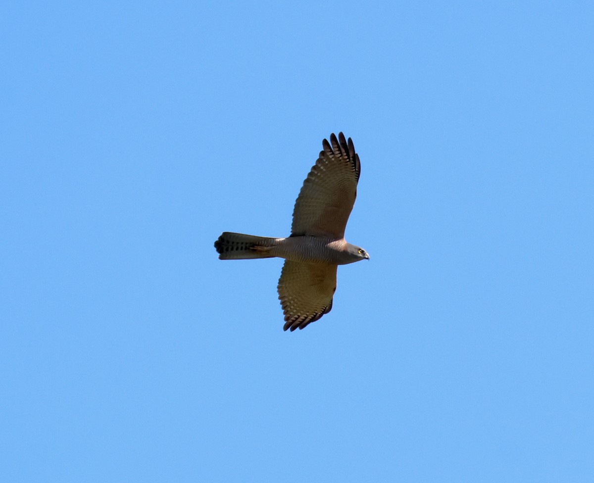 Brown Goshawk - ML642514124