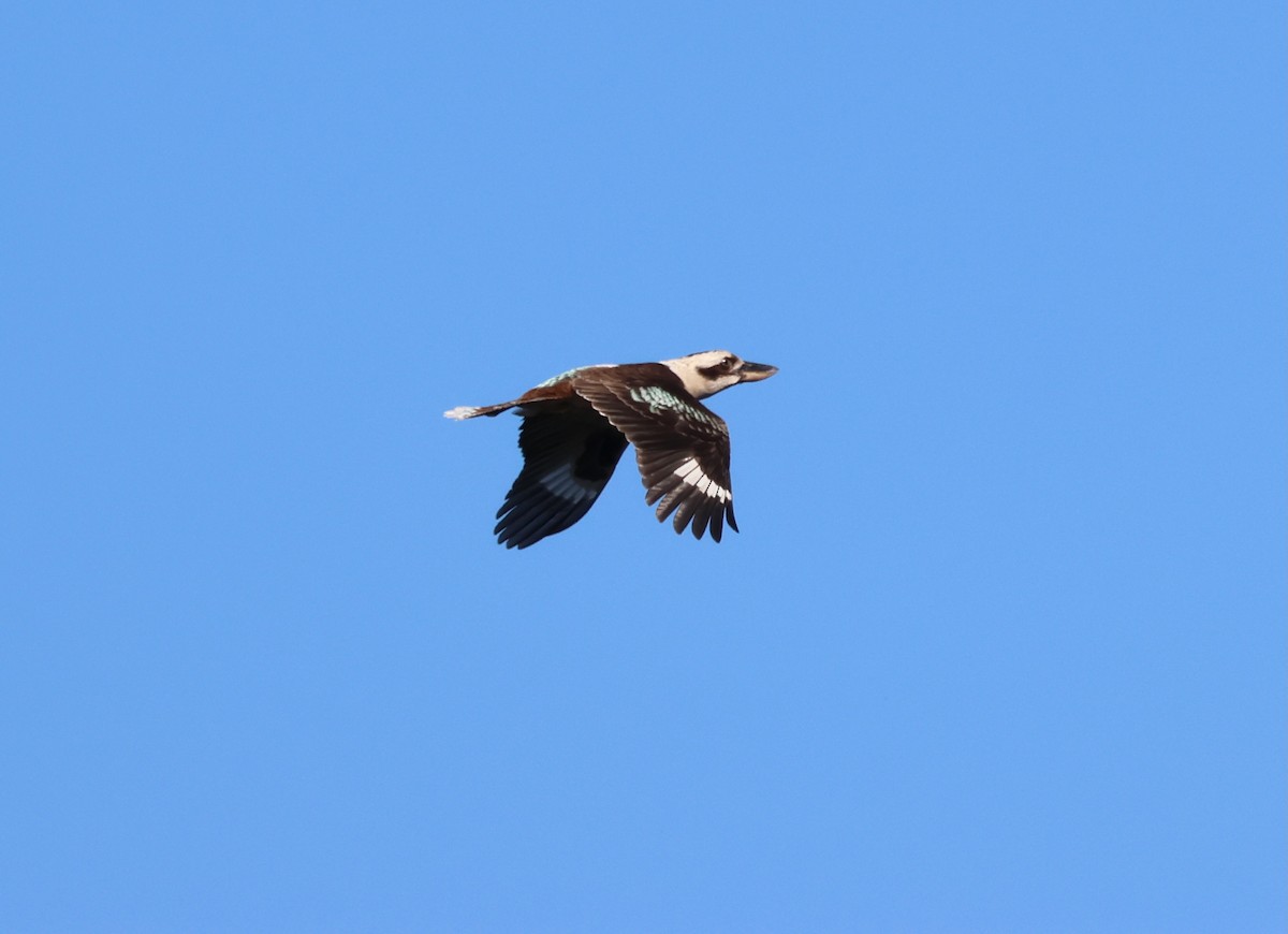 Laughing Kookaburra - ML642514129