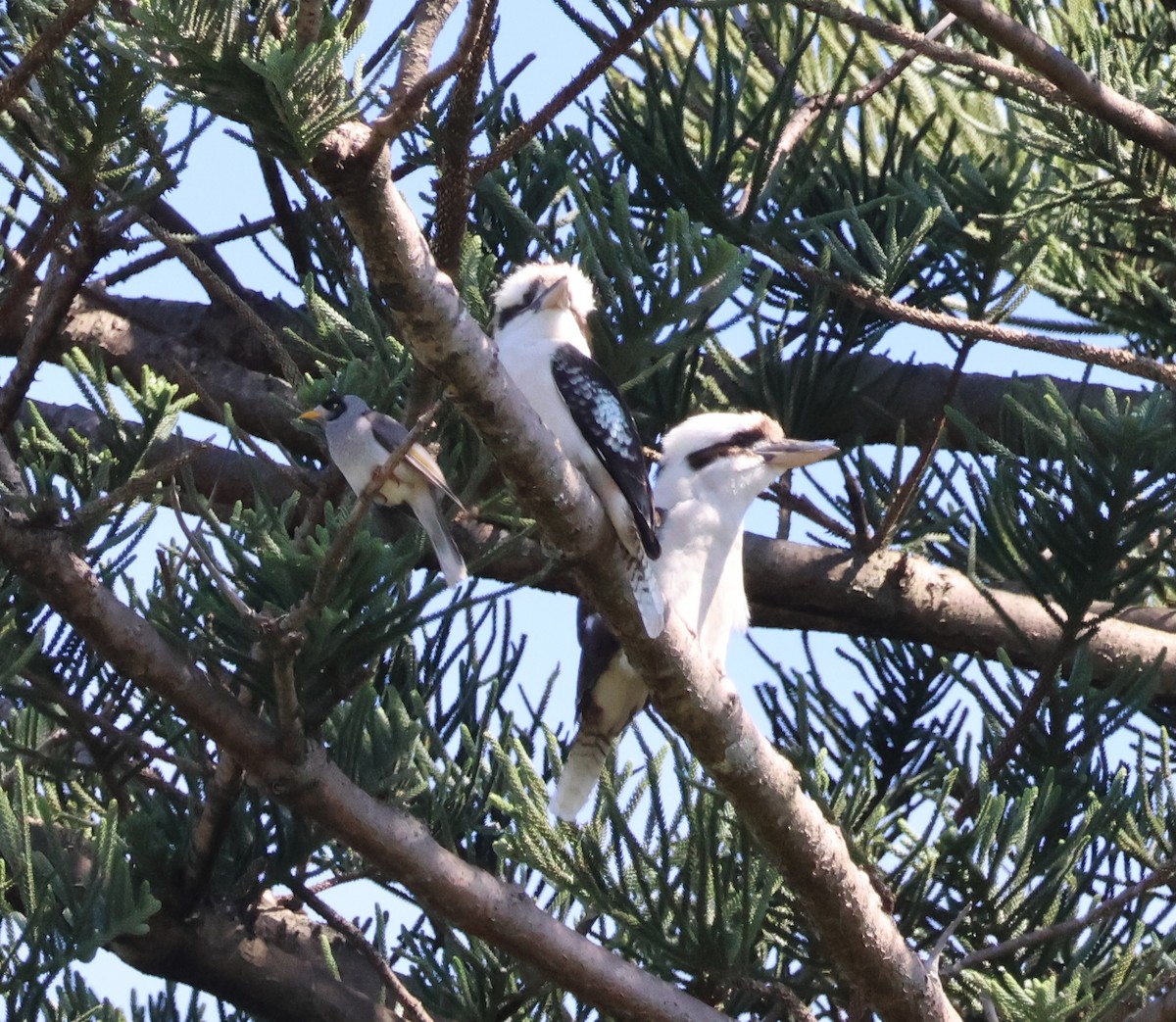 Laughing Kookaburra - ML642514132
