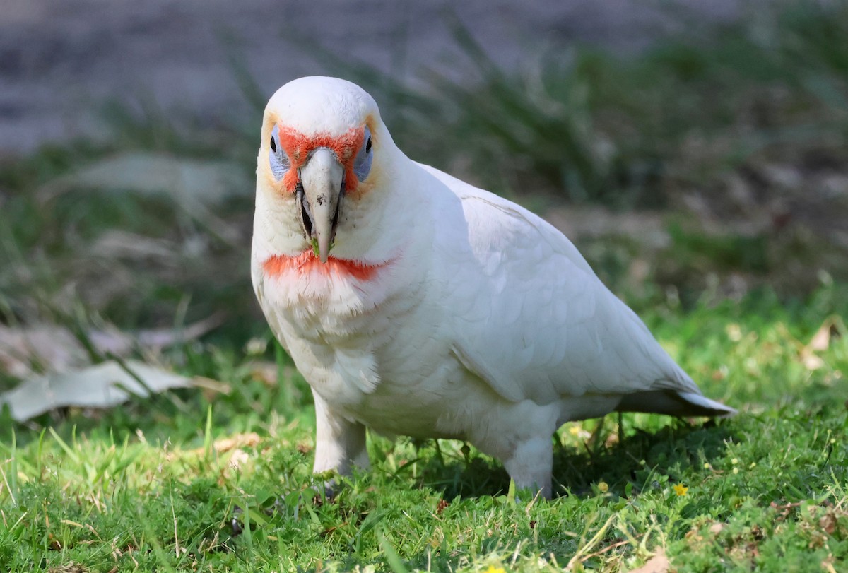Long-billed Corella - ML642514137