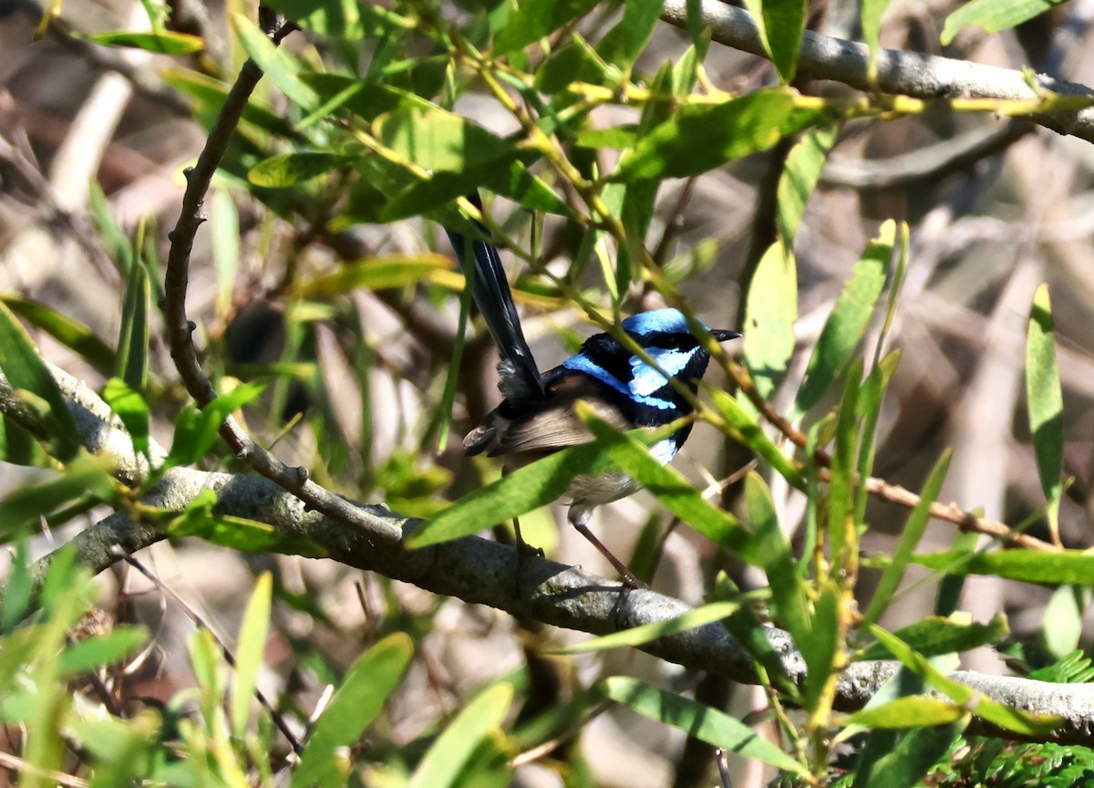 Superb Fairywren - ML642514141