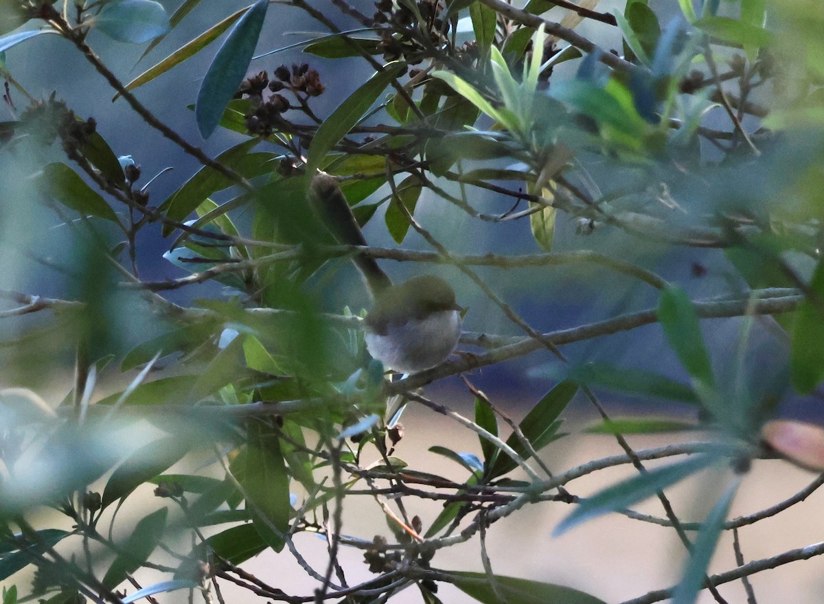 Superb Fairywren - ML642514143