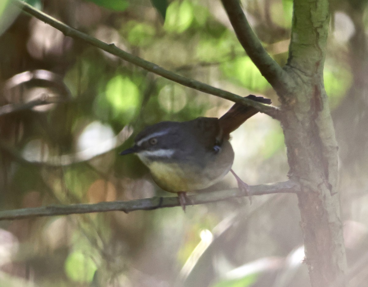White-browed Scrubwren - ML642514146
