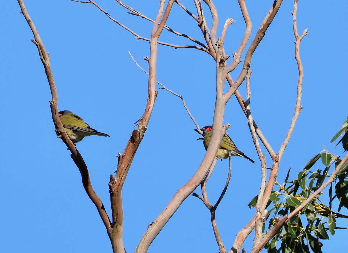 Australasian Figbird - ML642514153