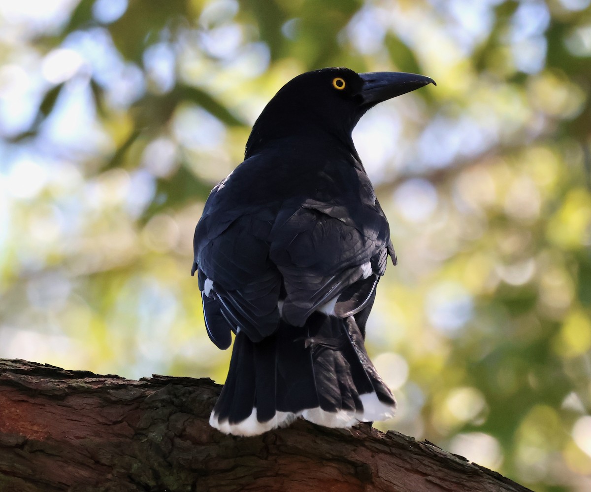 Pied Currawong - ML642514158