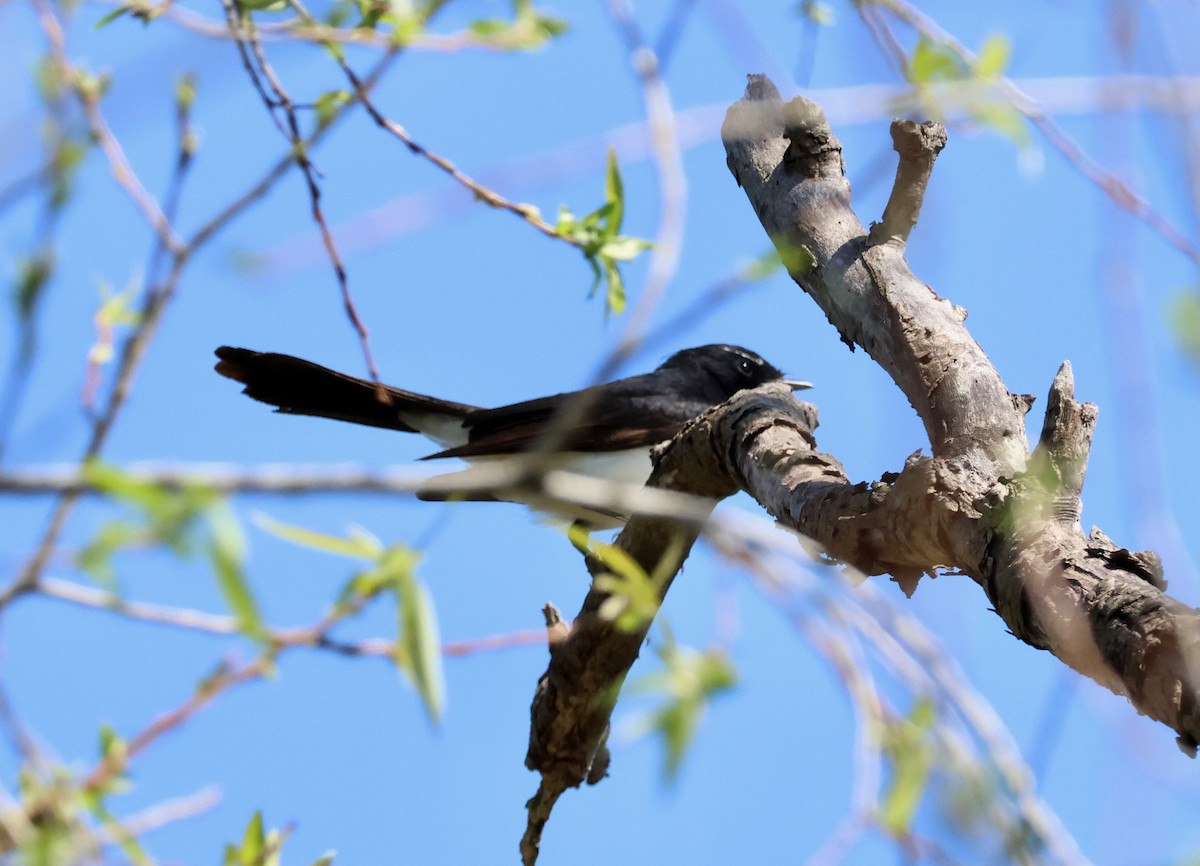 Willie-wagtail - ML642514159