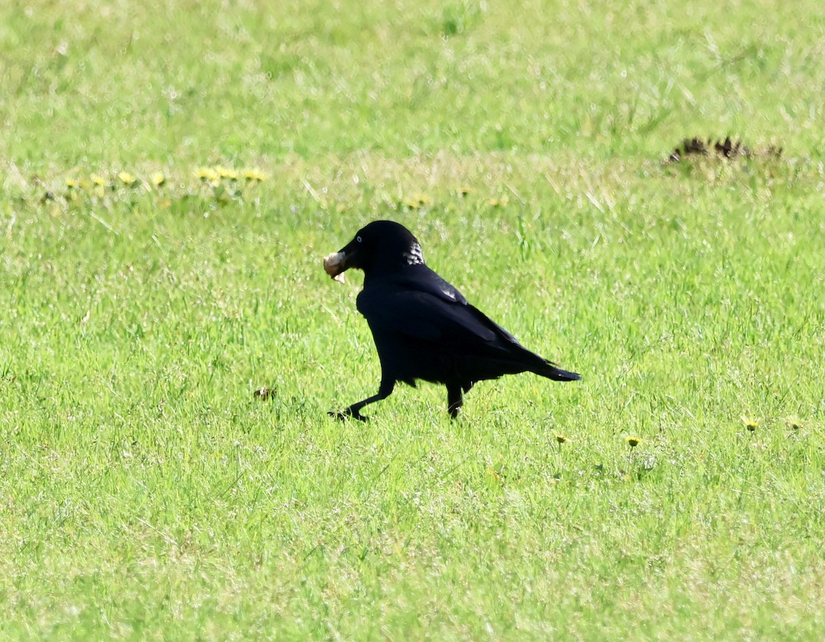Australian Raven - ML642514161