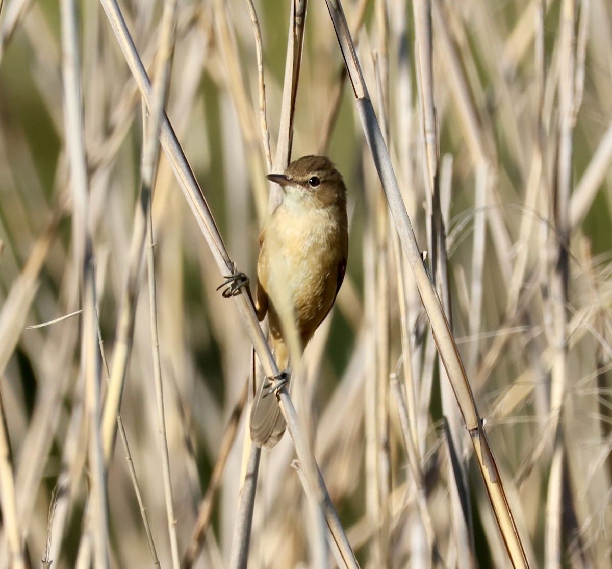 Australian Reed Warbler - ML642514163