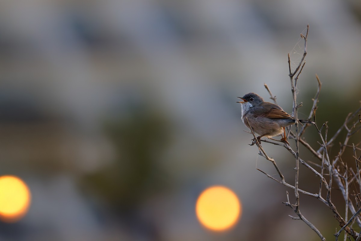 Curruca Tomillera - ML642514169