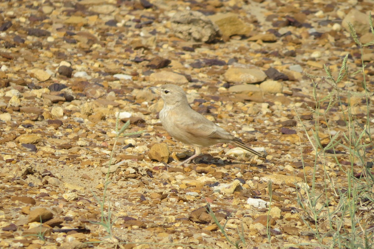 スナヒバリ - ML642514202