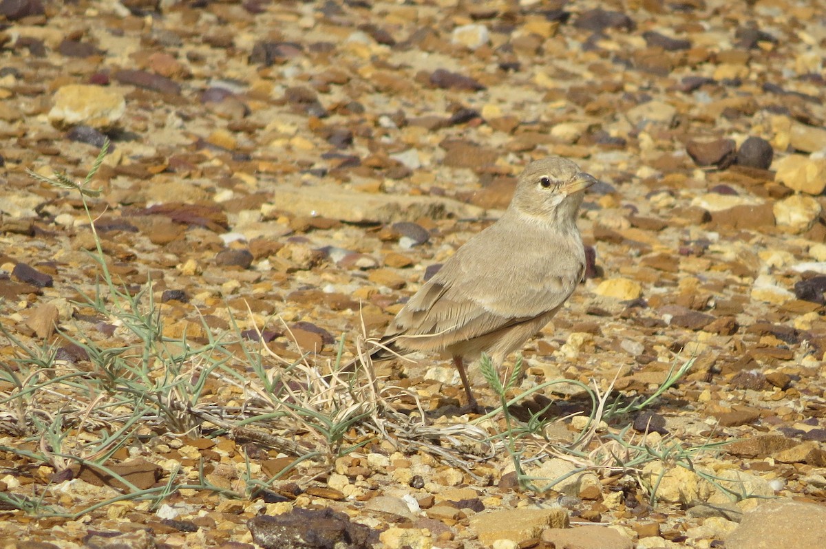 スナヒバリ - ML642514205