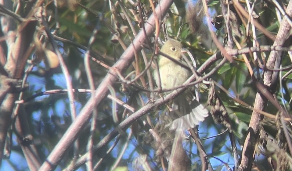 Western Flycatcher - ML642514230