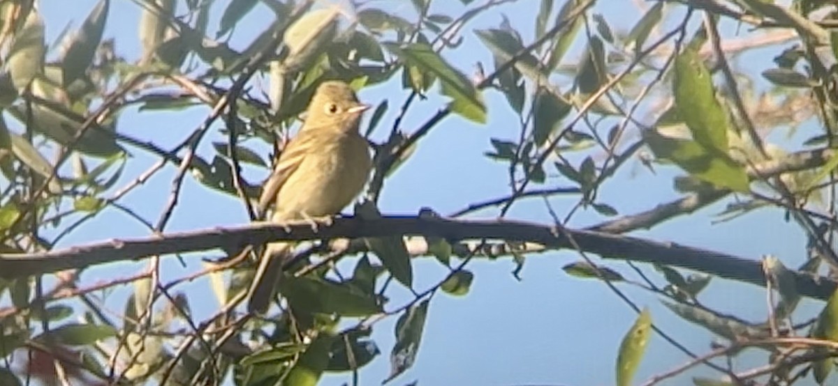Western Flycatcher - ML642514231