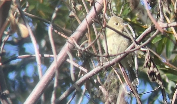 Western Flycatcher - ML642514232
