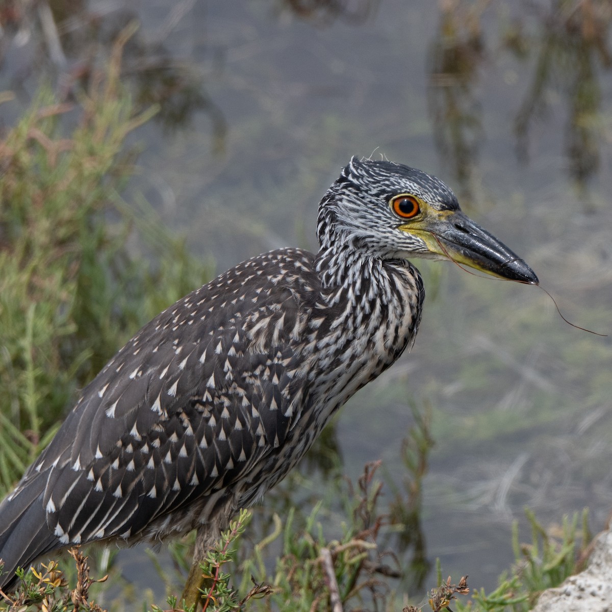 Krabbenreiher - ML642514247