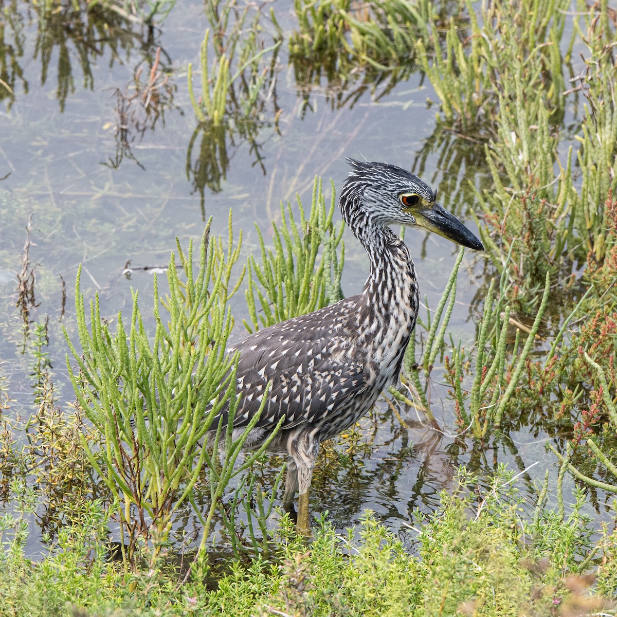 Krabbenreiher - ML642514250
