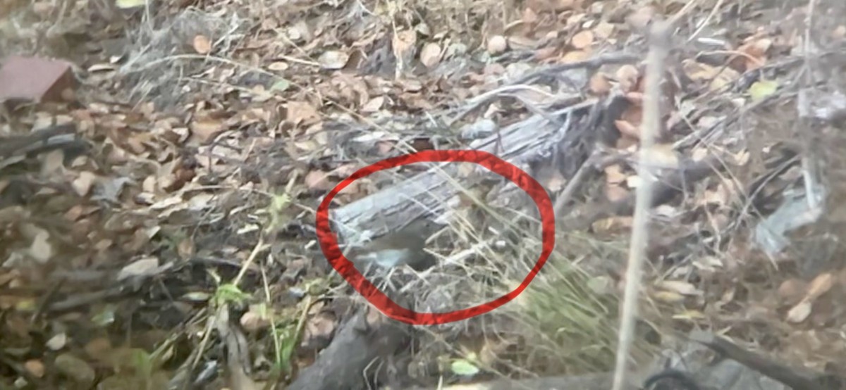 thrush sp. - ML642514251