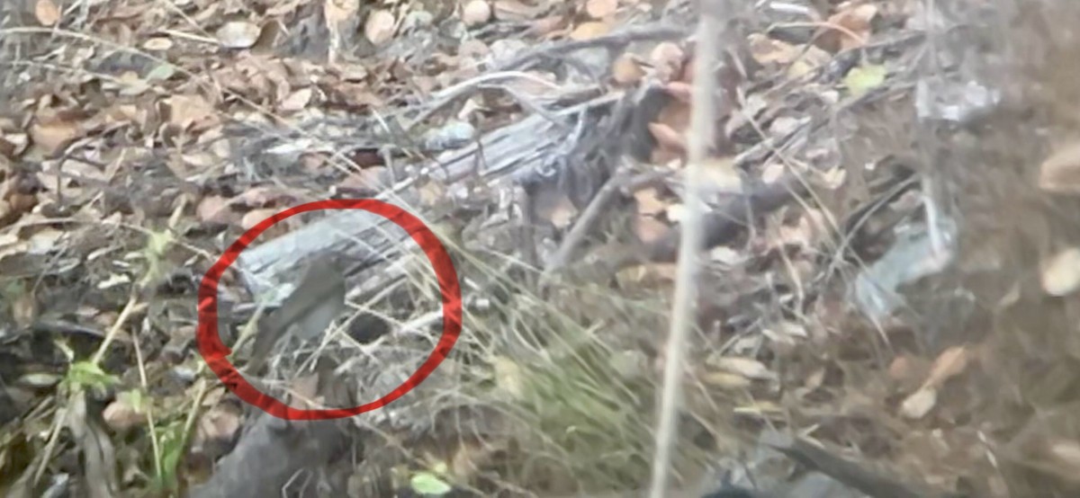 thrush sp. - ML642514252