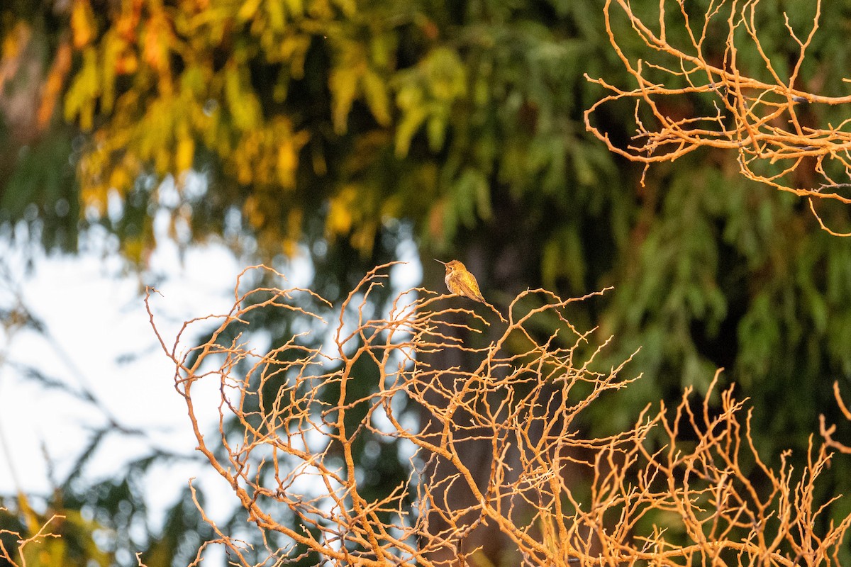 Anna's Hummingbird - ML642514263
