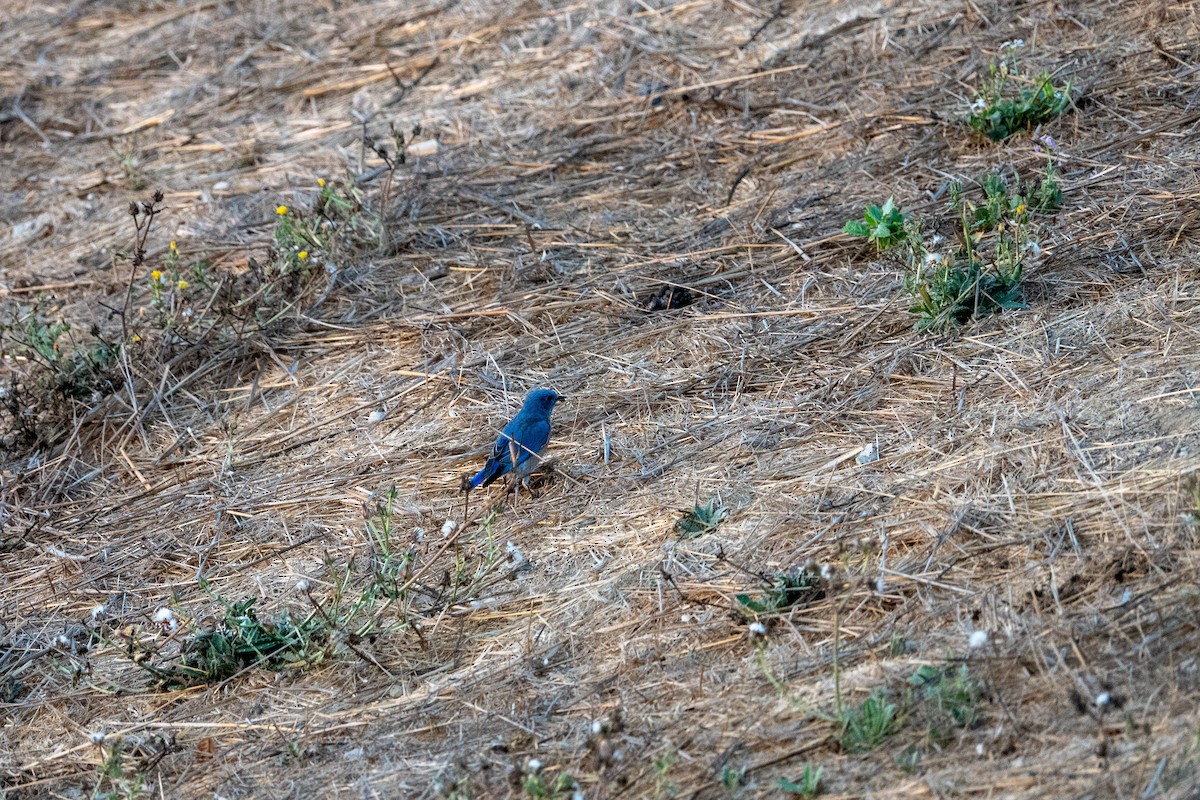 Western Bluebird - ML642514264