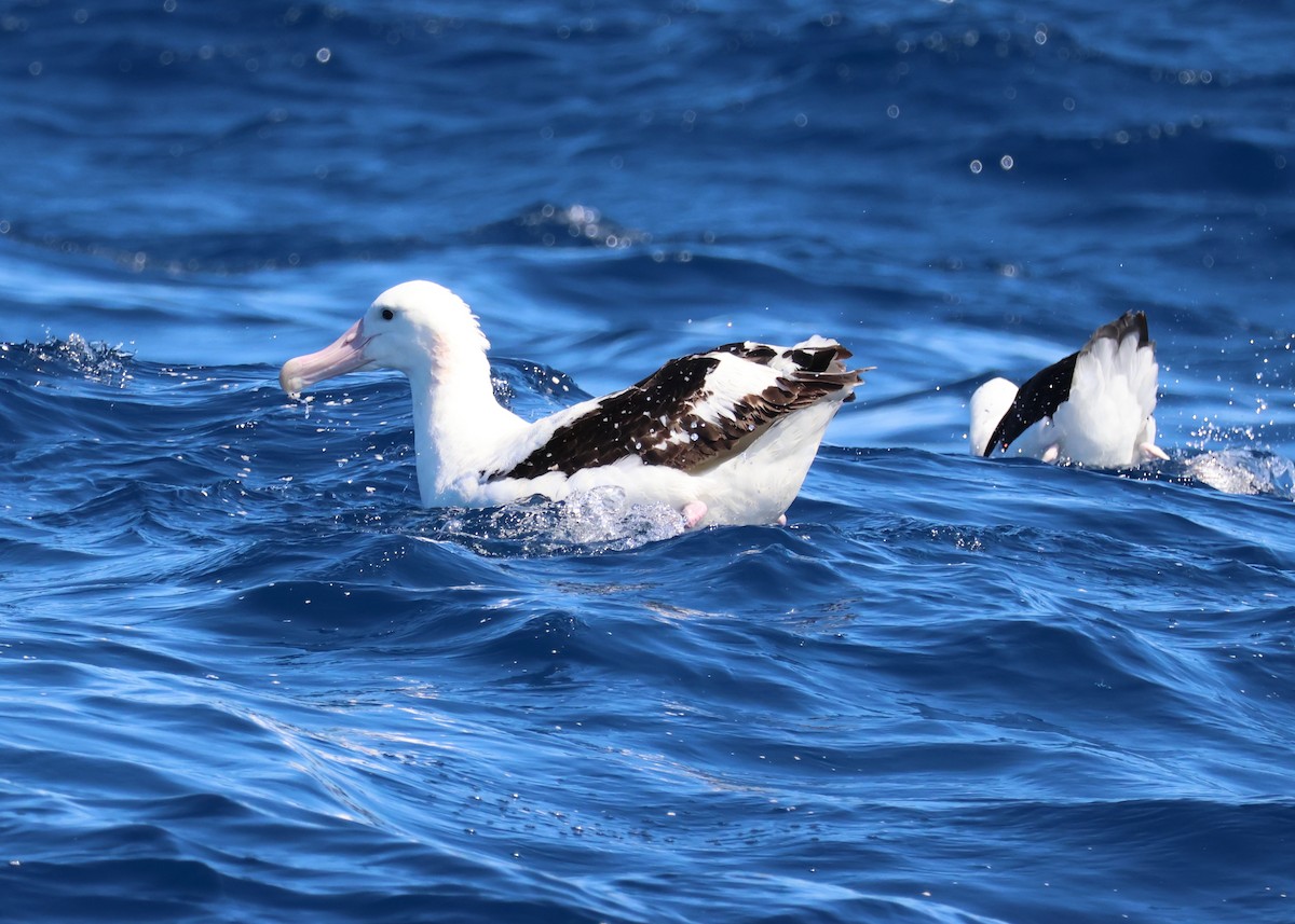 Antipodean Albatross (Gibson's) - ML642514268