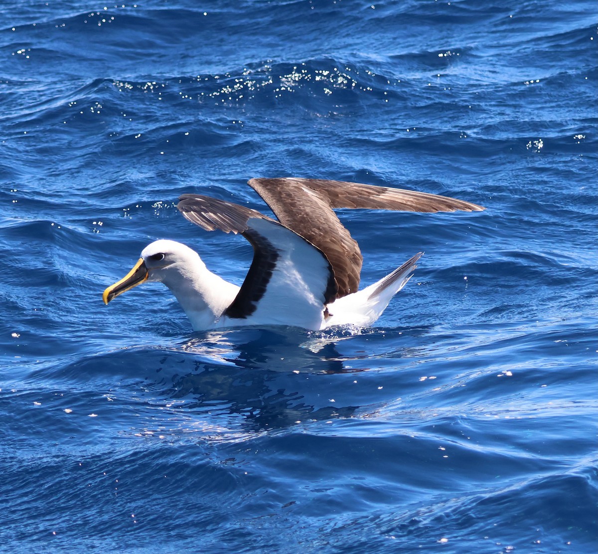 Albatros de Buller - ML642514269