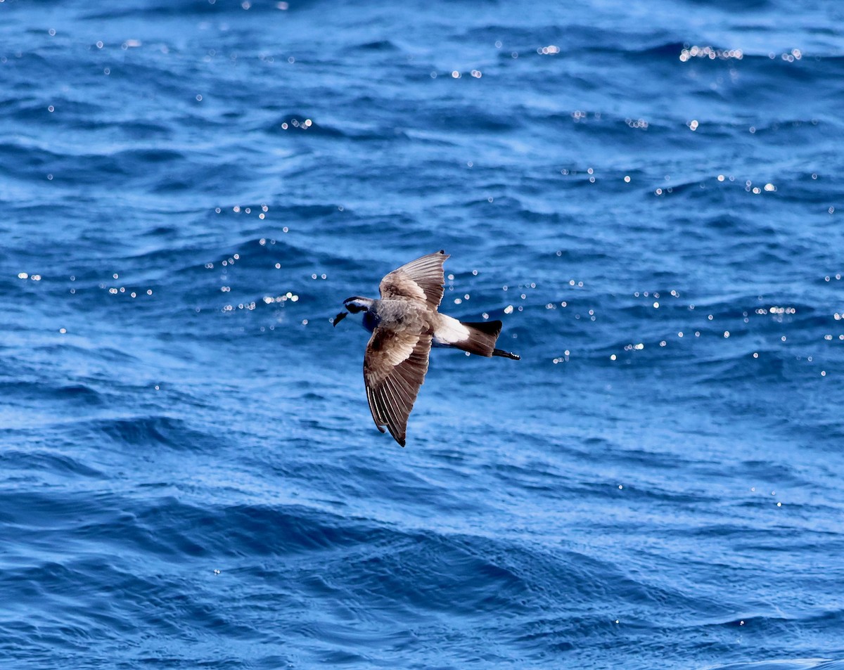 White-faced Storm-Petrel - ML642514277