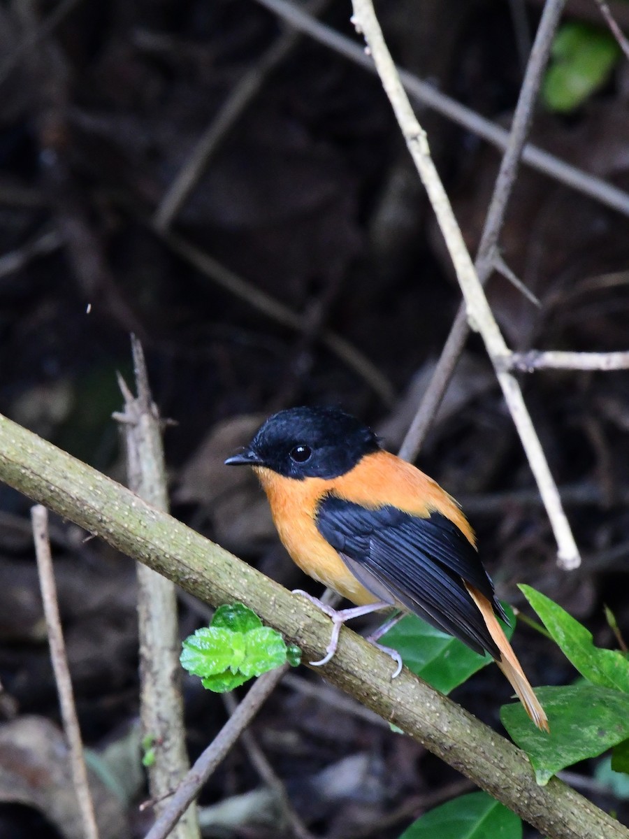Black-and-orange Flycatcher - ML642514288