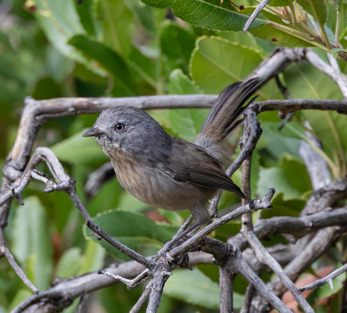 Wrentit - ML642514291